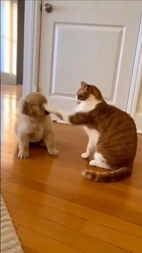 Cheese Cat Smacks Baby Golden… Then Pretends to Be Sweet When Mom Arrives 😂🐱🐶