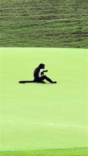 Monkey Stole my golf ball in Mexico