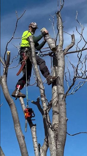 Top Notch Tree Techs. 30 years experience. #climbing #treeclimbers #treeremoval