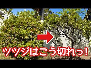 [Pruning Azaleas] How to Thin Out Branches for a Natural Shape Instead of Shearing