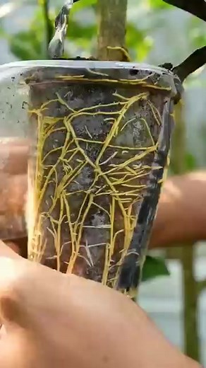 Great idea to propagate Lemon tree by air layering using a Carrot凌#gardening | Nathan & Alsop | Facebook