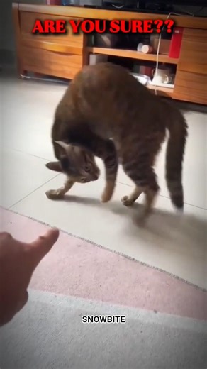 Cats Can’t Be Angry 😾 | Angry Cat Moment #short #shortsfeed #usa #cat