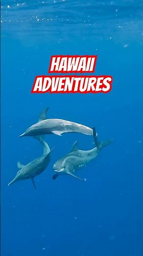 Best Hawaii Adventures Getting Close to Ocean Wildlife