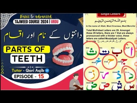 🦷 Structure of the Teeth | Parts of a Teath Explained Simply
