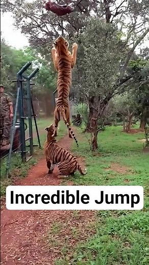Amazing Tiger Jump! Unbelievable Power and Speed