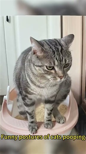 Funny postures of cats pooping #funny #cat #funnyvideo #pets