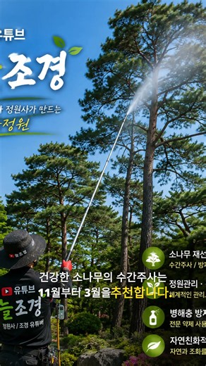 9월의 소나무재선충 #소나무 #소나무재선충 #늘조경 #소나무방제