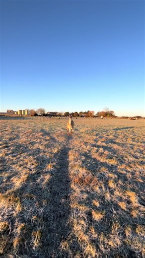 Our alpacas are thriving in this frosty weather! They are wishing for the snow ❄️ 😂 #alpacaannie #alpacafarm #snow