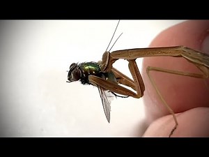 Praying Mantis VS Fly