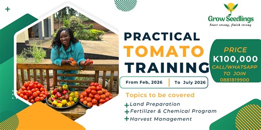 The long-awaited tomato training is now open!!! Who will be the next @MaureenSimangalisoNtaukira🇲🇼 Get trained by our experienced agronomist with practical, hands-on sessions at GrowSeedlings Mw You will receive 10 seedlings of Tovistar F1 for your backyard practical lessons, Duration: February 2026 to July 2026 Price: K100,000 per individual Simply Whatsapp