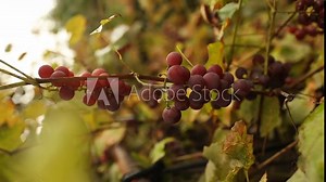 Bunch of grapes with pink and green berries hanging on grapes bush in a vineyard. Close up view of bunch grapes hanging in garden after rain. High quality FullHD footage