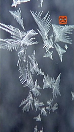 Wie sehen Eisblumen aus?| Die Maus | WDR