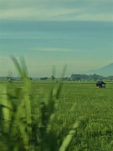 Banyuwangi with Latino Vibes: A Cultural Fusion