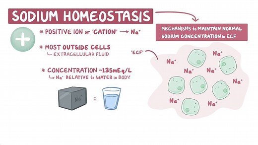 Video: Sodium homeostasis - Video Explanation! | Osmosis | Osmosis