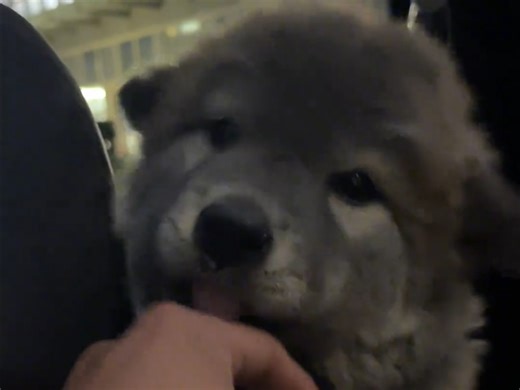 可爱的小狗，长大了还是那么的可爱！