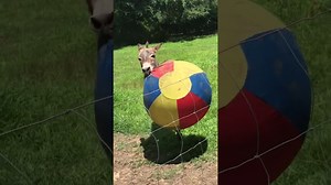Donkey has a ball: The cutest video you will see today!