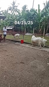 17K views · 113 reactions | #studservice | Boss Del | Facebook