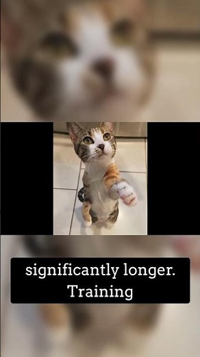 From Sit to Fetch: The Easiest & Hardest Cat Tricks