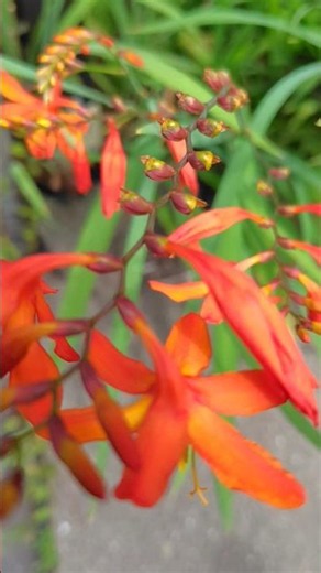 ヒメヒオウギズイセン 姫檜扇水仙 オレンジの花