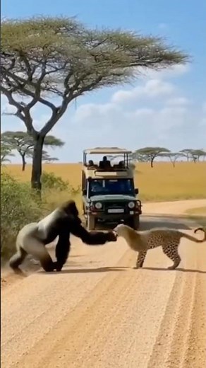 You Won't Believe What This Gorilla Did To A Leopard! 😱