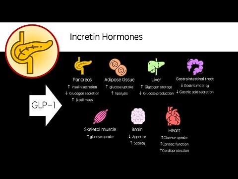 Incretin Hormones