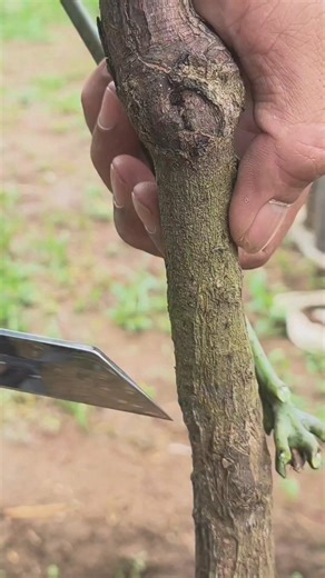 Abi Garden on Instagram: "Double Bud grafting | Bud grafting mango tree #fblifestyle #mangografting #budgrafting #graftingtechniques #gardening"