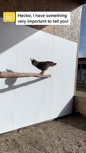Meet Hector, the Famous European Eagle Owl from Wales Sensation!