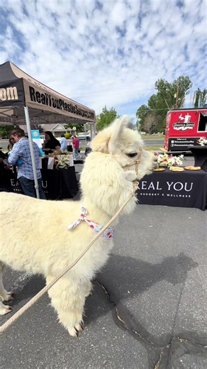 @Real You Plastic Surgery kick started our season by having our alpacas come to their event! There were so many good vendors, we ended up buying stuff for ourselves from nearly everyone 🤪 We loved meeting new friends and seeing old friends. Macaroni and Cheese are so nosey and had to go meet all the vendors! #peppergrassranch #realyouplasticsurgery #alpaca #alpacarental #utahalpacas @ATWATER Skincare @Bar and Bar @BAQE @fiorepizza @Mett Naturals @Mochinut Utah @PiperBlue Organic Makeup @PlatedS