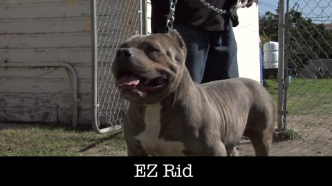 American bully - EZ rider