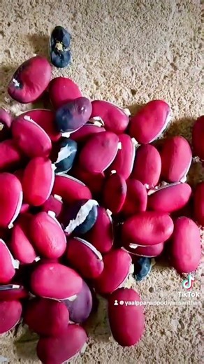வால் அவரை அல்லது கத்தி அவரை beans
