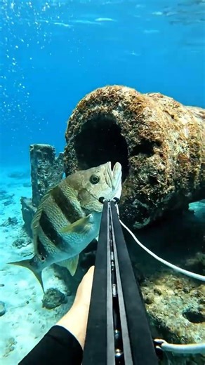 Spearing a WAHOO at Full Speed Slow Motion ⚡🔫 #fishing #greatbarrierreef #spearfishing #shipwreck