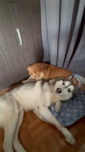 😂🐶💕 "Mochie: bed invader extraordinaire 🛋️ Cookie: guard dog in training 🚨”