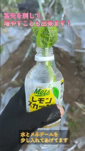 【家庭菜園】ツルムラサキ栽培・収穫（挿し木にもチャレンジ！）