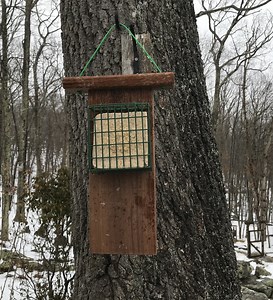 How to Make a Suet Cake Bird Feeder With a Tail Prop for Woodpeckers