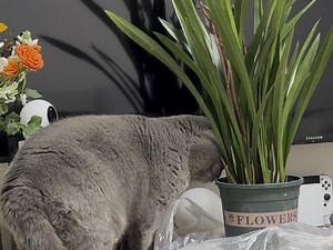 家里又来新成员啦，希望小八和它友好相处