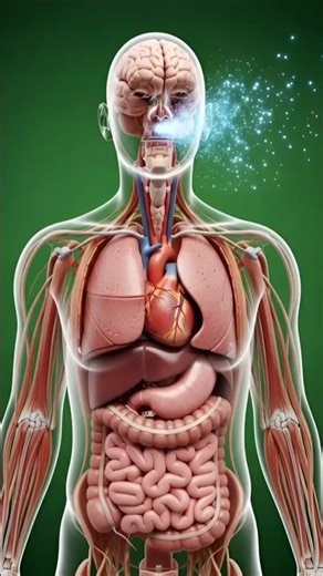 How Air Moves Through Your Respiratory System | 3D Anatomical Animation