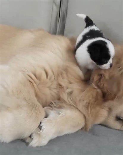 He Didn’t Know What Love Was Until a Dog Taught Him. #pet #petlovers #dog #puppy #cuteanimals | pet lovers