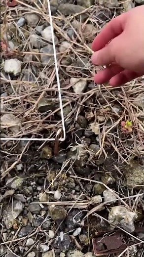 地縄を張る作業の様子。 #ログハウス #注文住宅 #夢木香