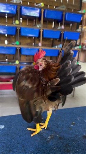 SERAMA 🔥 #chicken #henslover #rooster #freerangechickens #birds #babychoedhen #adorablechicks