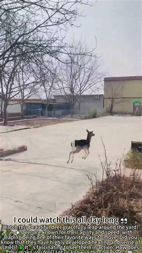 Deer Leaping Freely in the Yard 🦌💨