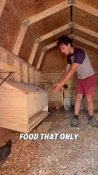 I Made My Chickens Feed Themselves