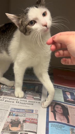 8.7K views · 211 reactions | DONATION MATCH: Rainbow’s life has...