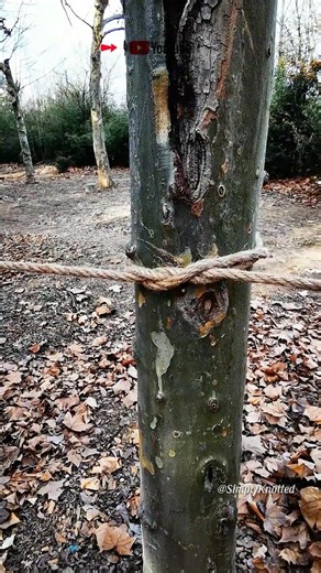 The absolute easiest way to lock a camp line onto a tree with zero slipping! ⛺🍂