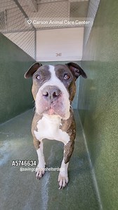💜 Returned to Owner 💜 ✳️ COCO ✳️ #A5746634 She was found near 1400 W. Redondo Beach Blvd. 🔹Pit Bull 🔹Female 🔹AGE: 3 years old 🔹ARRIVED: 2025-12-28 🔹STRAY WAIT 🔹ON HOLD UNTIL: 1/2/2026 🔹Carson Shelter - 310-523-9566 for INFO 🔹Mon-Sat 11-5pm, Closed Sunday 🔹216 W Victoria St. Gardena, CA 90248 🟣 CAN YOU FOSTER? If you’re in LA, OC, San Bernardino or Riverside County and would like to apply to foster a Carson pup, please complete the online foster application in our bio or visit carsonf