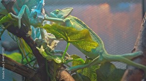 Chameleons move slowly on a tree branch. Stock Video