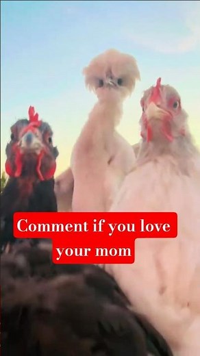 funny chicken dance 🤣 #funny #memes #chicken