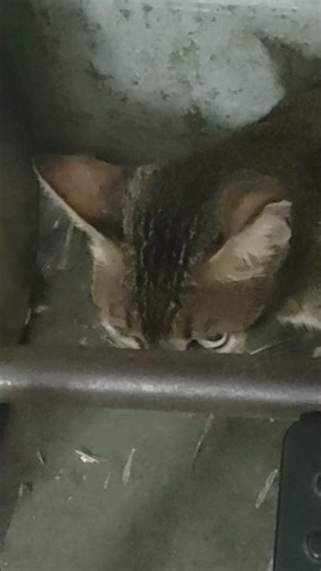 The green eyes of an angry cat #cat #cateye #green# #catlore