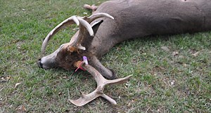 3 Reasons Why Deer Bag Limits Are an Indication of Your State's Herd