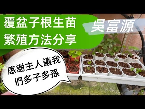 粉橘色覆盆子根生苗繁殖方法