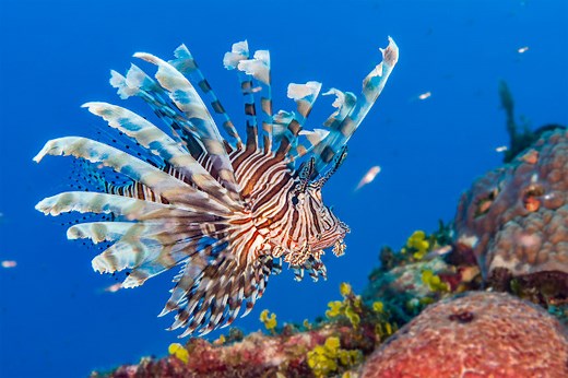 Peixe-leão: características, habitat, perigos - Brasil Escola